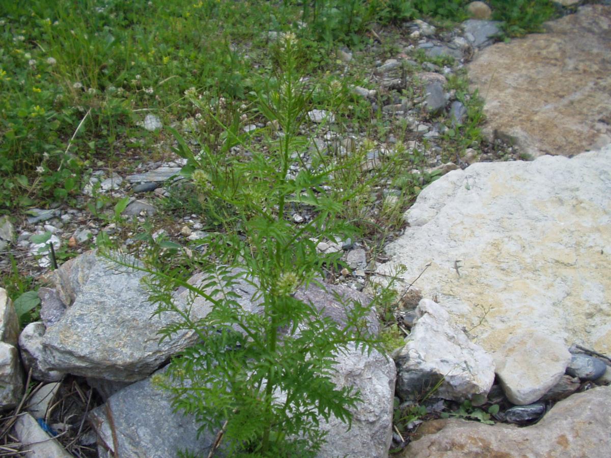 Bittercress, Narrow-leaved plant